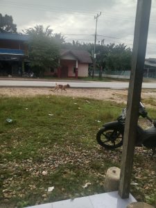 halaman runah